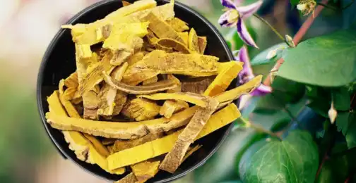 Phellodendron Extract: A Natural Remedy for Digestive Disorders